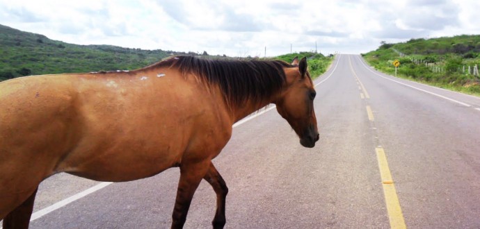 Prefeitura de Aracruz sanciona lei que identifica e recolhe animais de grandes portes que circulam pelas vias públicas