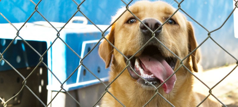 Centro de Controle de Zoonoses (CCZ) da prefeitura de Aracruz esclarece e alerta população quanto ao recebimento de animais