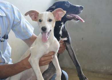 Solidariedade: 2ª Feira de Adoção de Cães e Gatos será realizada amanhã (21) em Aracruz