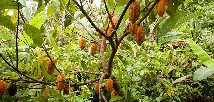 Secretaria de Agricultura abre inscrições para curso de enxertia em cacaueiro