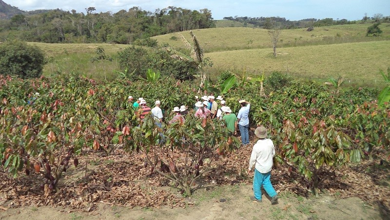 Produtores vão aprender sobre técnicas de pós colheita do cacau 