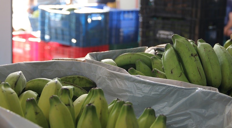 Agricultura na ExpoAgro Vidas: Concurso da banana prata, exposição de produtos e muito mais