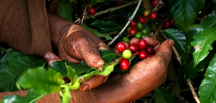 Prefeitura de Aracruz estuda possibilidade de auxiliar cafeicultores durante período de colheita  