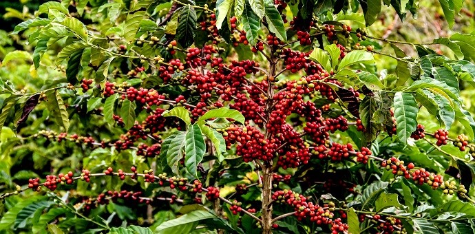 Dia de Campo: agricultores de Aracruz vão aprender técnicas de produção do Café Conilon