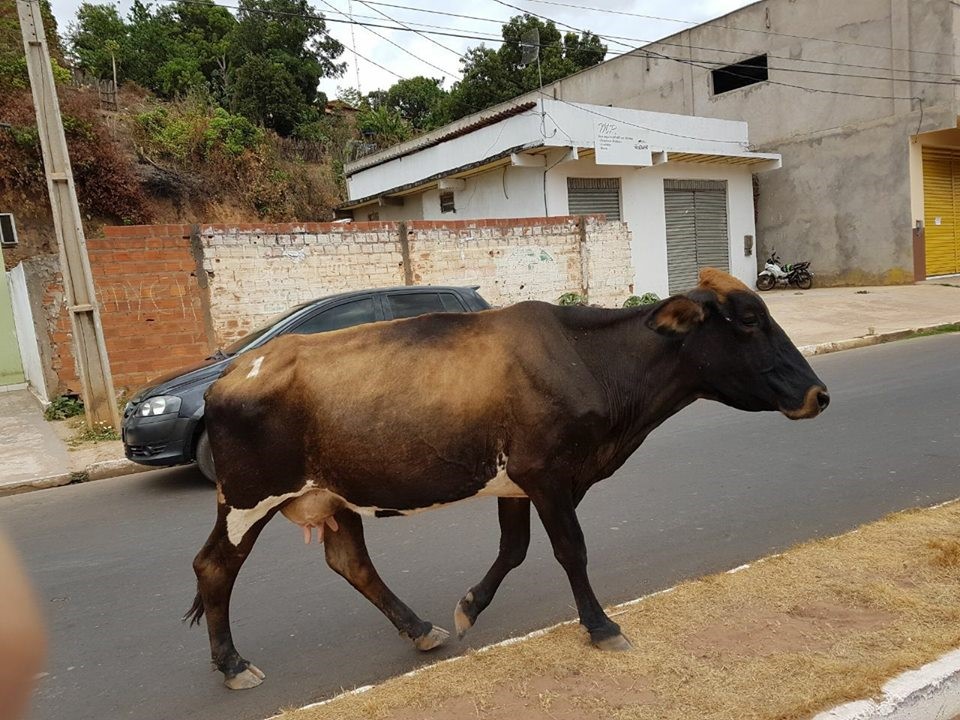 Prefeitura de Aracruz faz alerta quanto a presença de animais de grande porte em vias públicas