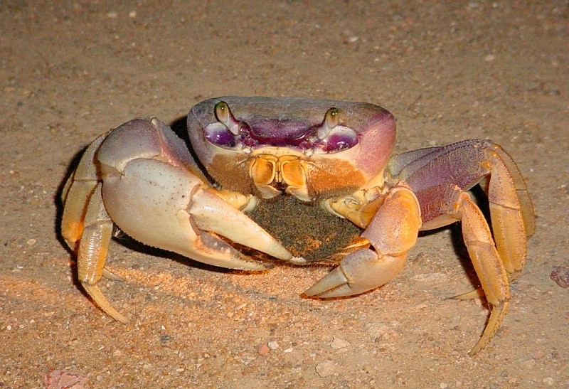 Restinga e manguezais do litoral de Aracruz abrigam espécies ameaçadas de extinção