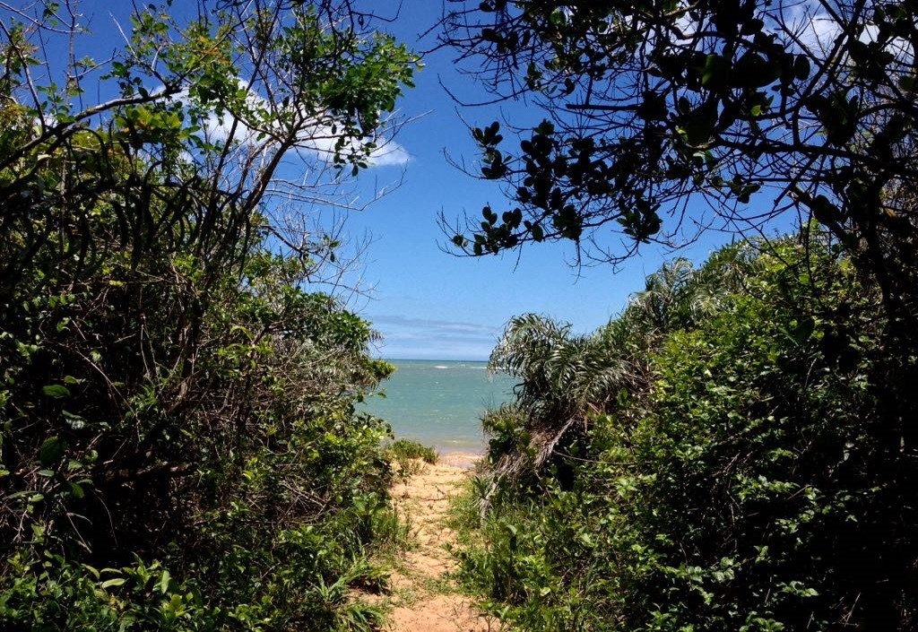Restinga: fauna e flora à beira mar ajudam no equilíbrio do meio ambiente