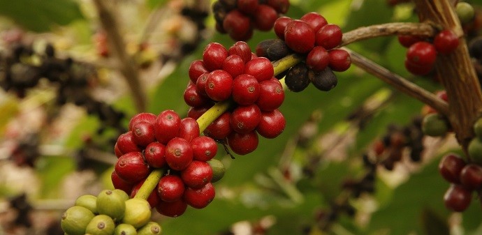 Café: a base da economia campesina de Aracruz 