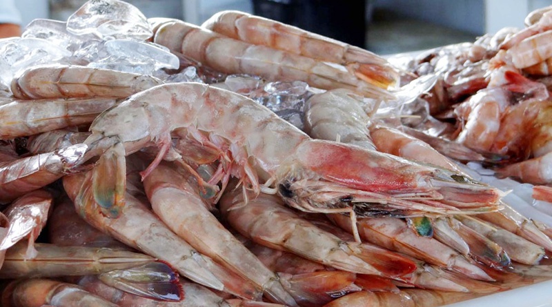 Defeso do camarão: pesca, transporte e comercialização estão proibidos