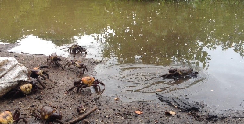 Caranguejos capturados no período de andada são devolvidos ao manguezal do Piraquê-açu