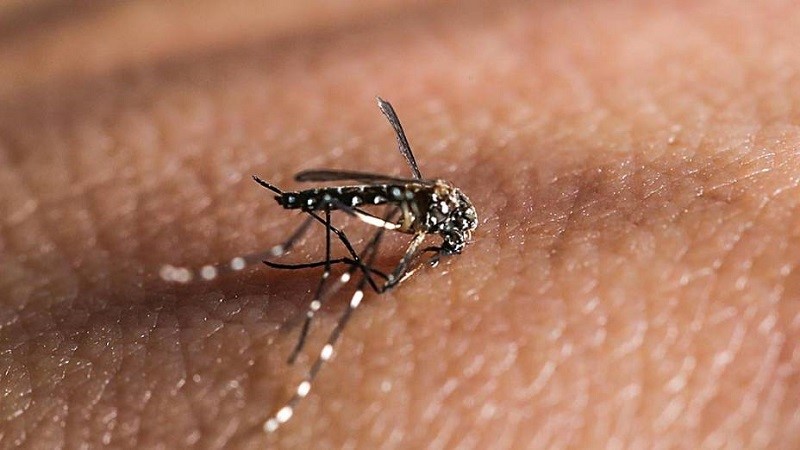 Verão: campanha orienta sobre controle do mosquito da dengue e guarda responsável de animais 