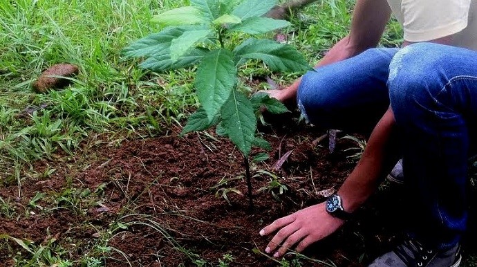Teatro, doação de mudas e plantio de árvores para comemorar a Semana do Meio Ambiente 